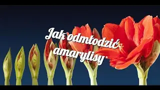 jak odmłodzić amarylisy