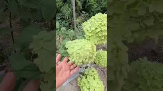 Лайм Лайт метельчатая гортензия