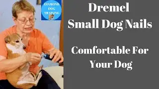 Dremel Small Dog Nails How To Make Your Dog Comfortable