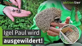 Auswilderung eines Igels mit Tipps und Tricks!