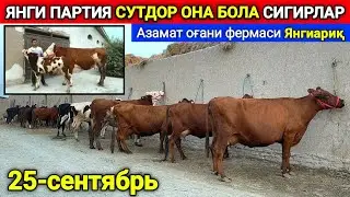 ЯНГИ ПАРТИЯ ОНА-БОЛА СУТДОР СИГИРЛАР КЕЛДИ АЗАМАТ ОҒАНИ ФЕРМАСИ 25-сентября 2024 г.