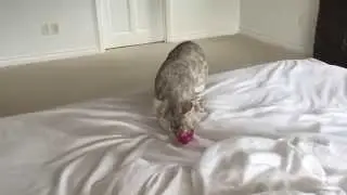 Bengal Miabi plays fetch