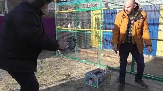 Николаевские голуби. г.Терновка 87.Голуби с Павлограда.
