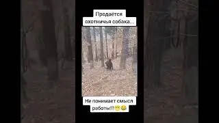 Охотничья собака не до конца поняла смысл охоты🤣🤣🤣 #охота # прикол #собака #кабанчик #лес #не_понял🤣