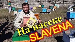На пасеке Slavena /Точок Бакфаст