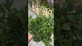 Обзор зелени. Зелень в букет. Самшит для букета и композиции. Флористика