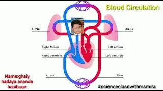 blood track circulatory