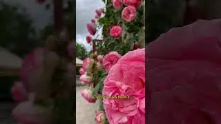 Desfoque o fundo das suas fotos da maneira mais fácil 