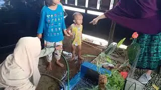 han ikan