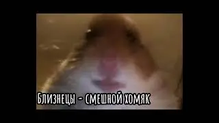 🐹 Какой ты хомяк по Знаку зодиака 🐹