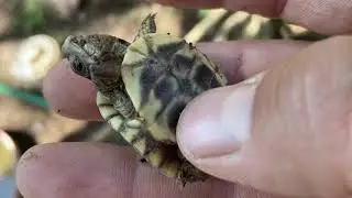 Desert box turtle hatched!!!