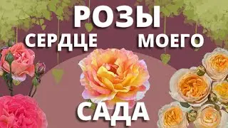 А РОЗЫ ЦВЕТУТ! Прогулка по саду. 28 июня 2024 г.