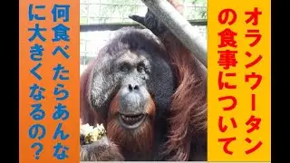 オランウータンがただただご飯食べている動画