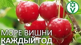 ВЫ ПРОПУСКАЕТЕ САМУЮ ВАЖНУЮ ПОДКОРМКУ ВИШНИ! Чем подкормить вишню после сбора урожая?