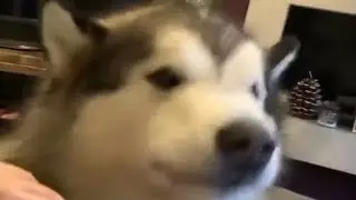 don't woof