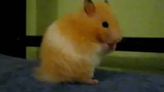 Hamster cleaning itself