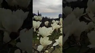 Женщин красивых, самых прекрасных,Милых, любимых и просто классных,С праздником женским я поздравляю