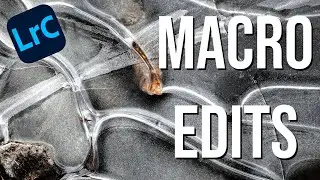 Transform your macro photos with these EASY Lightroom tips (LR + PS tutorial)