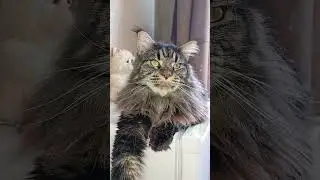 #котохаус ❤️❤️❤️