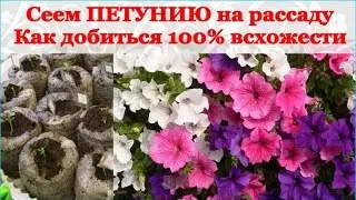 Сеем ПЕТУНИЮ на рассаду. Как добиться 100% всхожести