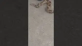 Беруний бозорда илон