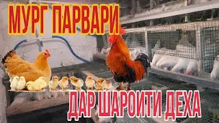МУРГ ПАРВАРИ ДАР ШАРОИТИ ДЕХА