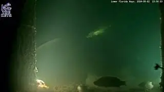 Massive Manatee Spotted on #vivathekeys #underwater #livestream