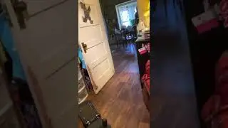 Molly the chihuahua being an absolute nutcase 🤣