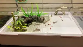 My 6 Indian Dwarf Mudskippers Eating Frozen Bloodworms (iPhone video)
