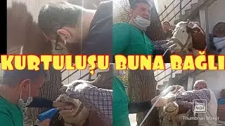 Ahmet Amcanın  Son Şansı. Hayvanlarınızın Kurtuluşu Buna Bağlı! 