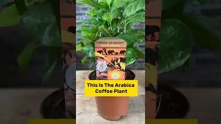 The Arabica Coffee Plant Is Quite Remarkable! 