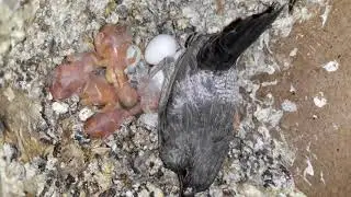 Hint bulbulerimin yeni yavruları cikti