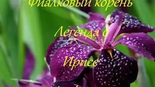 ФИАЛКОВЫЙ КОРЕНЬ. ЛЕГЕНДА О ИРИСЕ.
