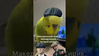 СЛОВО ПОПУГАЯ! 😆Мысли в потоке)😂 #жирик #смешноевидео #смешнойпопугай #жирикмакедонский