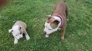 AKC STAFFORDSHIRE BULL TERRIER PUPPIES,  10 weeks