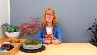 Бонсай из клена (ч.8).