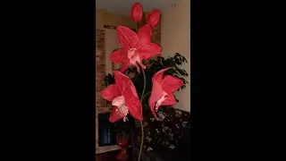 Губа орхидеи( первый вариант)/ Ростовая орхидея, часть 2/DIY From wildflowers to exotic flowers