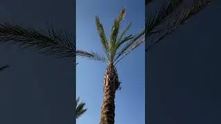 Let you dream of a palm tree.