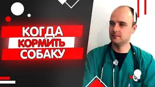 Почему нужно кормить собаку до прогулки а не после