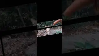 Мой эдит про кото носка. 