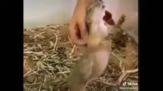 Чесалка