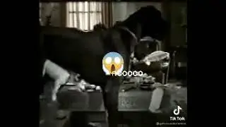 Пес спалился