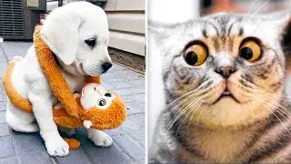 Funny and Cute Moment of the Animals 😍😆 Funniest Animals 2023