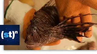 Can eating exotic species help protect our ecosystem?