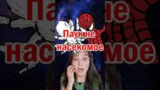 Паук не насекомое 