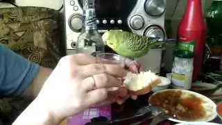 Звери Алкоголики