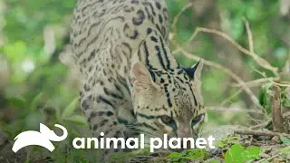 Um gato-do-mato-pequeno no meio da chuva da Selva Maia | Perdido no México | Animal Planet Brasil