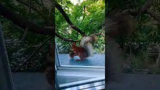 Стёпа тоже выйти не может#2024#squirrel#animals#белка#животные