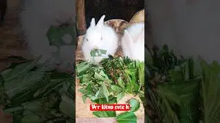 rabbit ko apna pet banaye#trending #rabbit lover