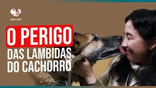 PESQUISA REVELA SE AS LAMBIDAS DO CACHORRO FAZEM BEM OU MAL PARA VOCÊ